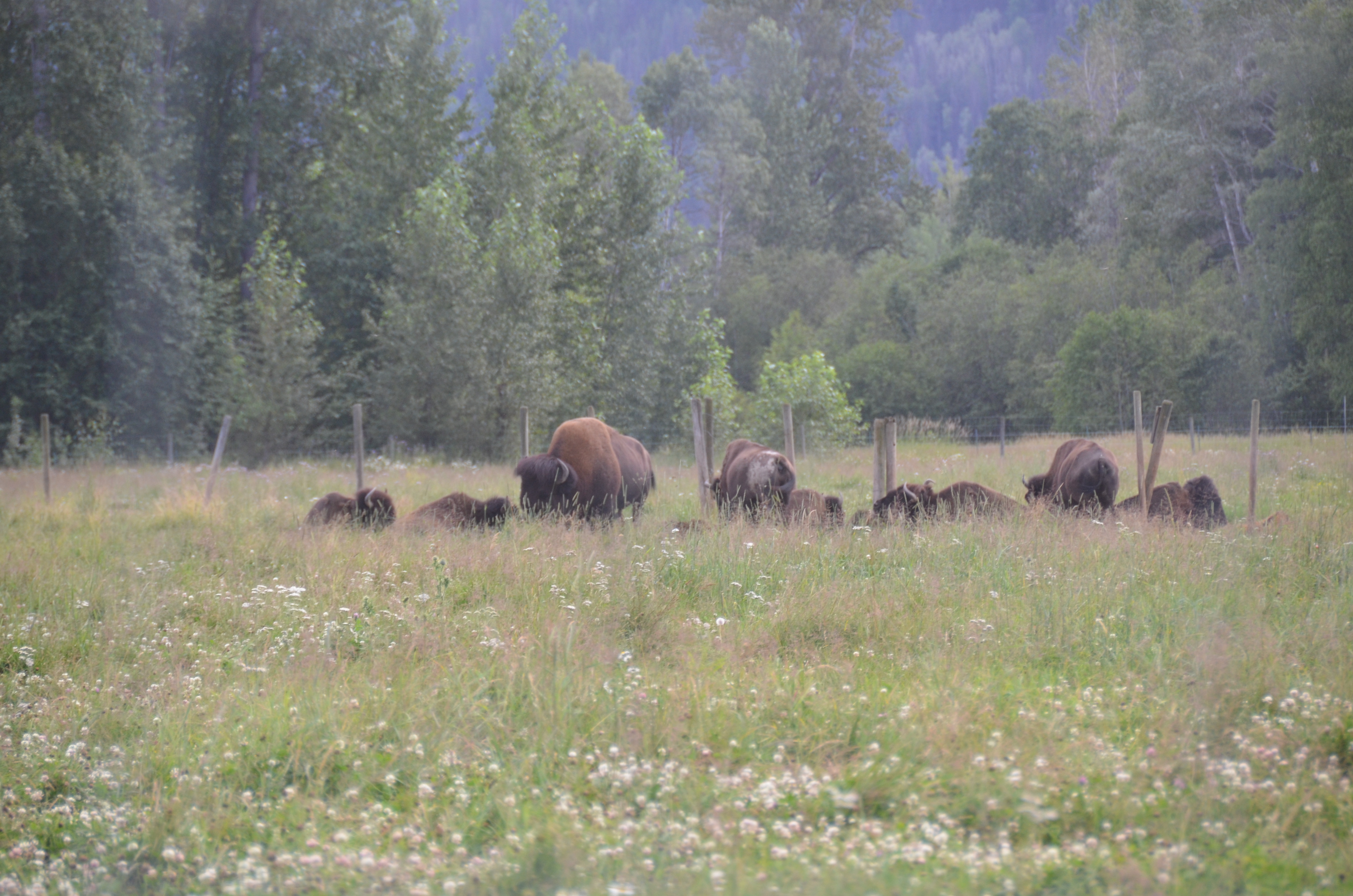 photos/wildlife/Mammal_Species/American Bison/DSC_0523.JPG